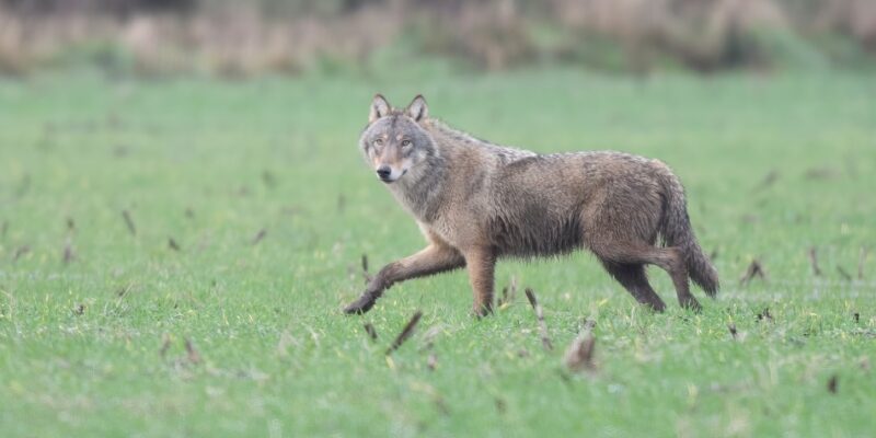 Foto: Benny Vanderhoydonck