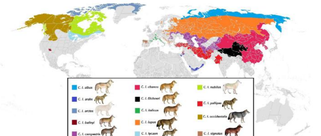 Er bestaan heel wat ondersoorten over heel het noordelijk halfrond - bron: Reddit
