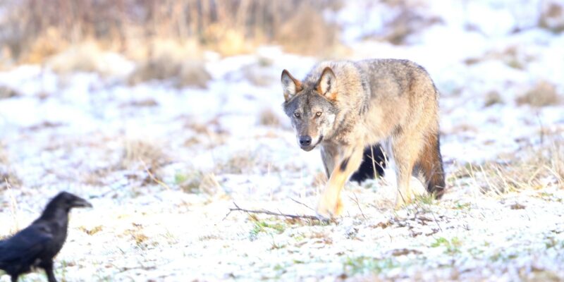 Foto: Frederik Thoelen