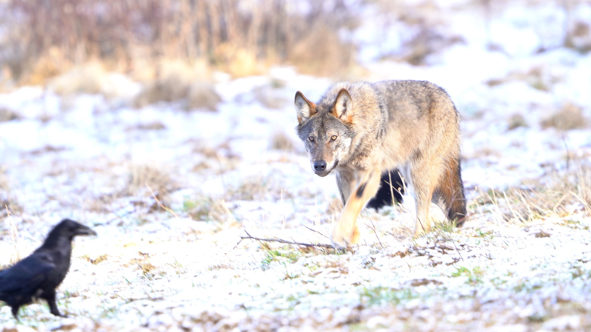 Foto: Frederik Thoelen