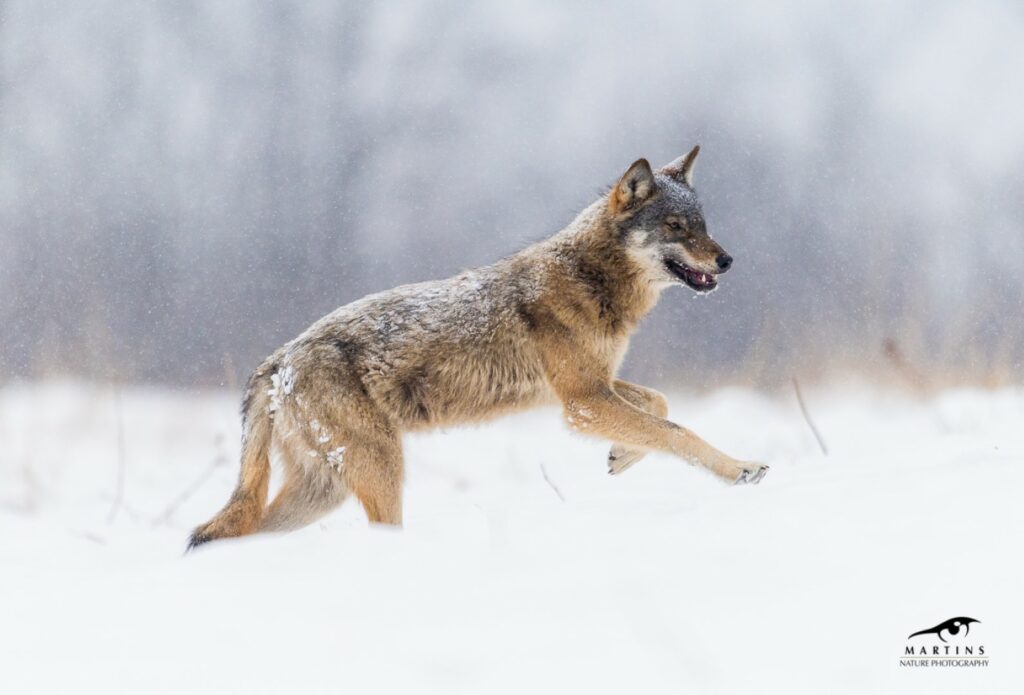 In actie! – foto: Martin Steenhaut