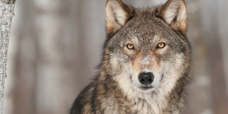 Winterse wolf - foto: Holly Kuchera