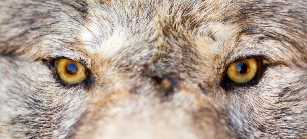 Oog in oog – foto: Vera Larina