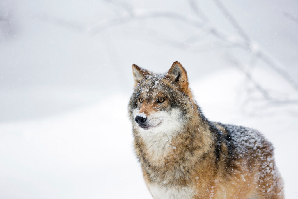 Winterse wolf – foto: Bob Luijks