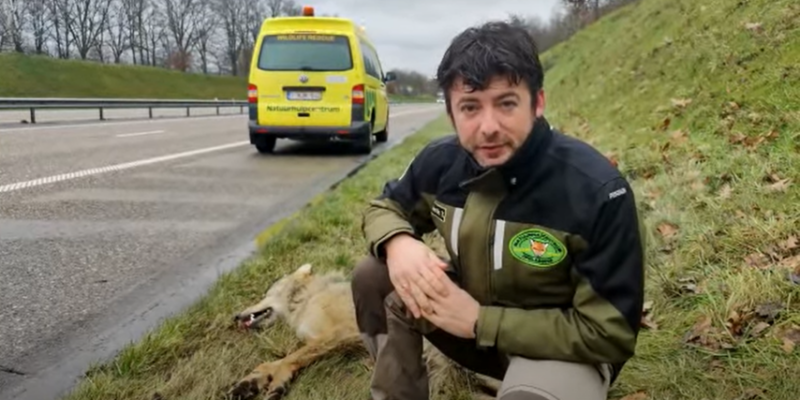 Foto: Natuurhulpcentrum Opglabbbeek