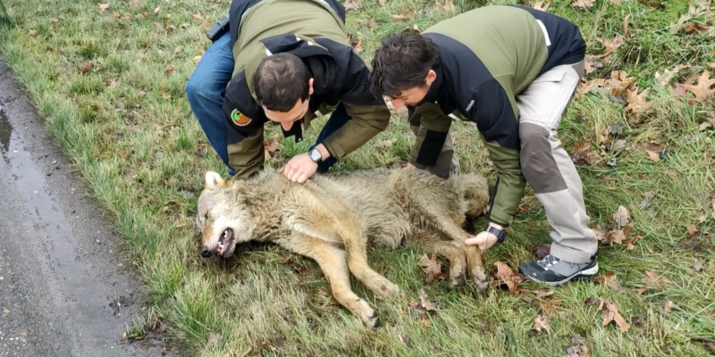 Foto: Natuurhulpcentrum Opglabbbeek