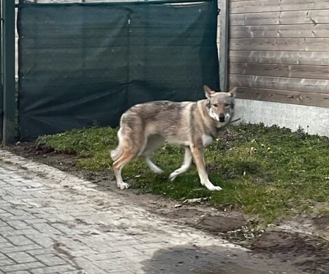 Wolfhond Wellen
