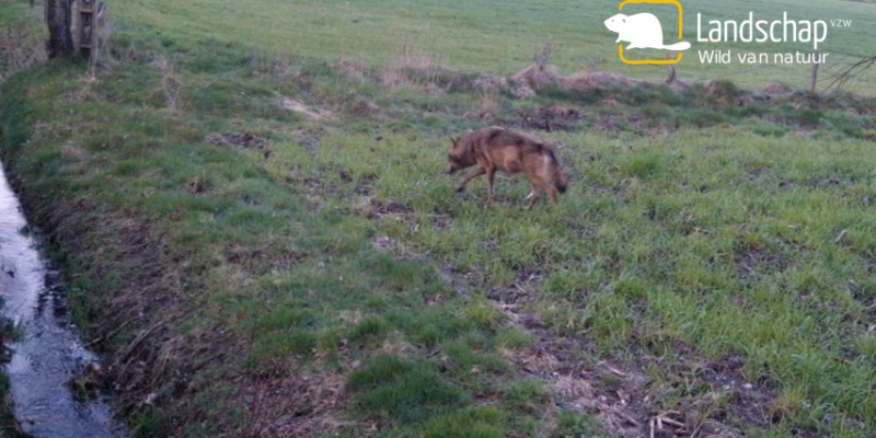 Zwangere Noella_WelkomWolf