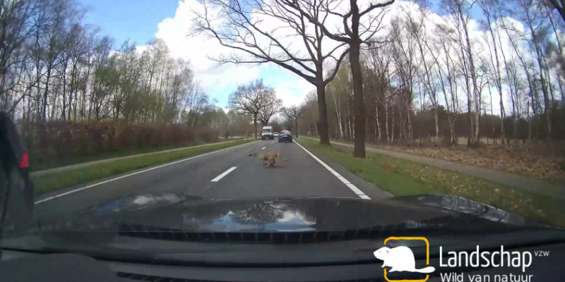 Wolf op dashcam - Brecht