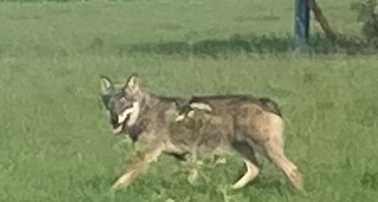 Wolf in Zwevezele