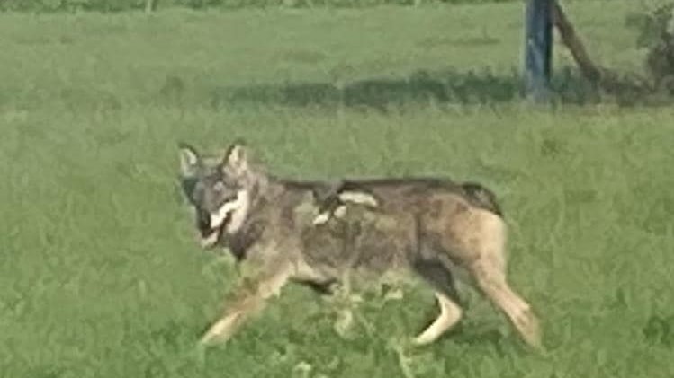 Wolf in Zwevezele