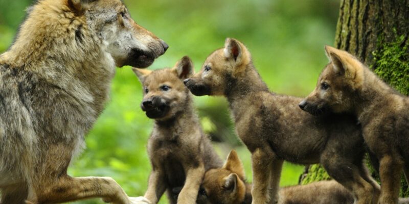 Foto: David & Micha Sheldon