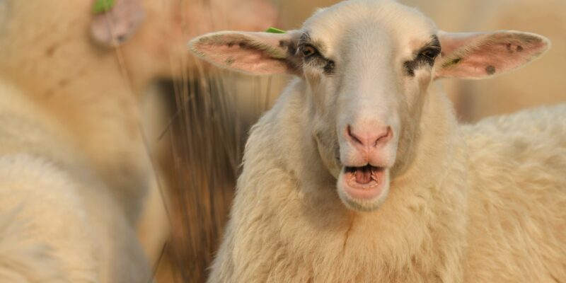 Foto: Edouard Geelhand