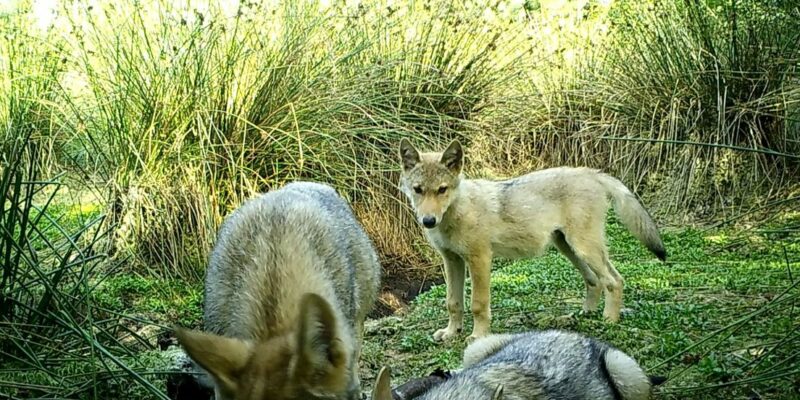 Foto: Wolvenmeldpunt