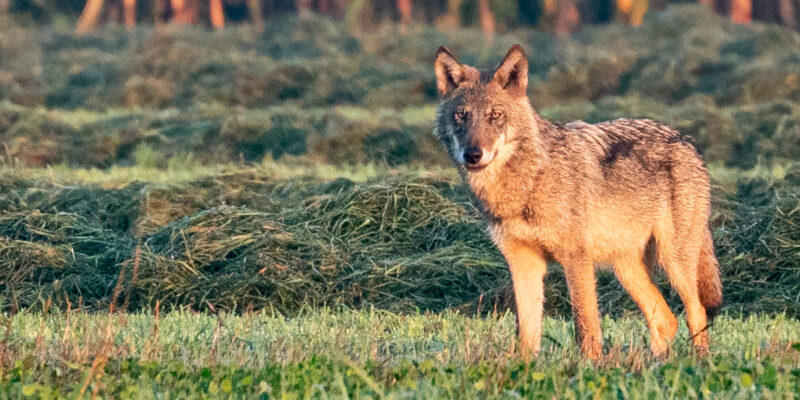 Foto: Silvana Evrard