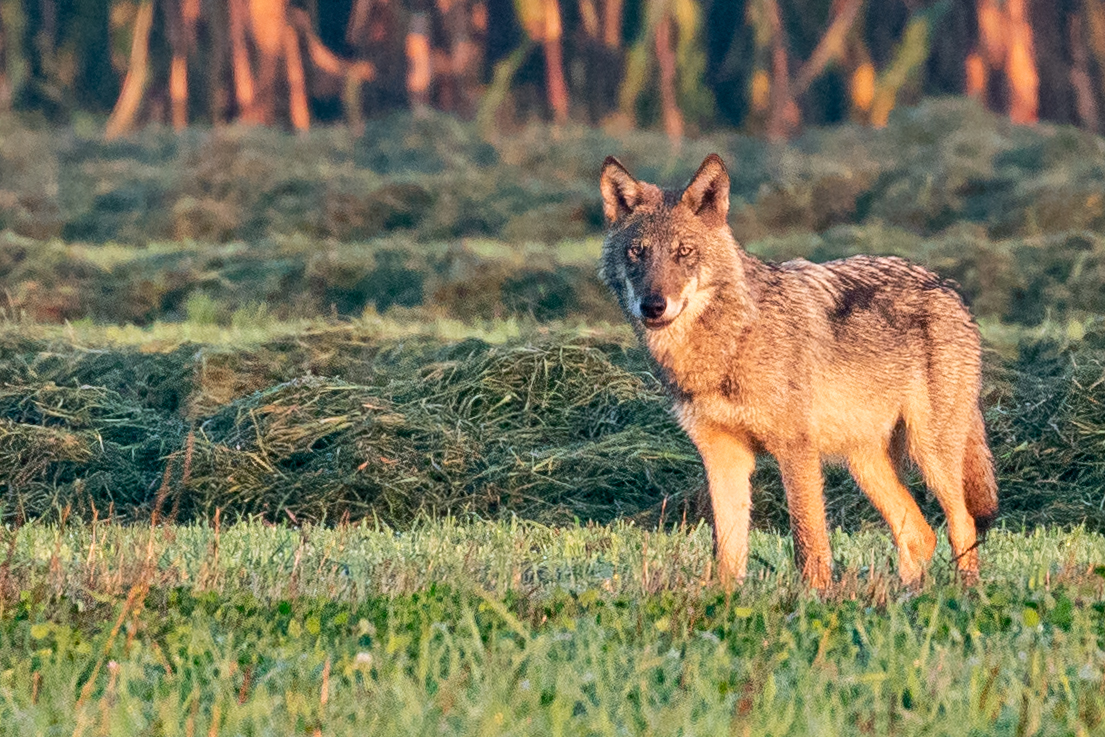 Foto: Silvana Evrard