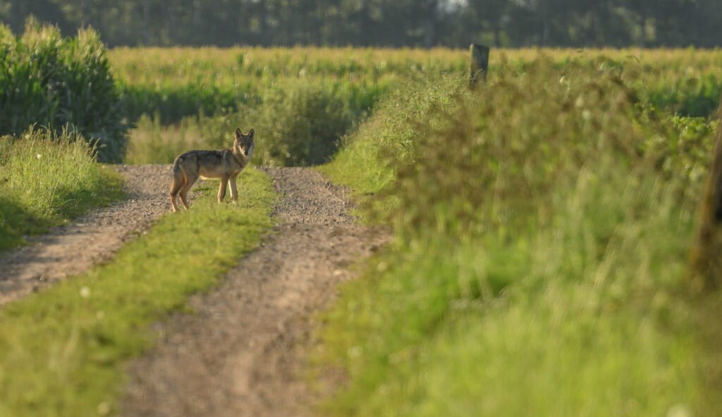 Foto: Yente De Maesschalck
