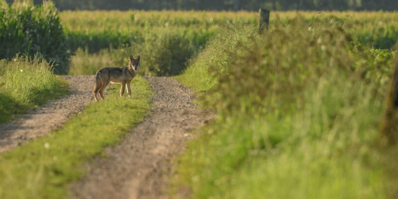 Foto: Yente De Maesschalck