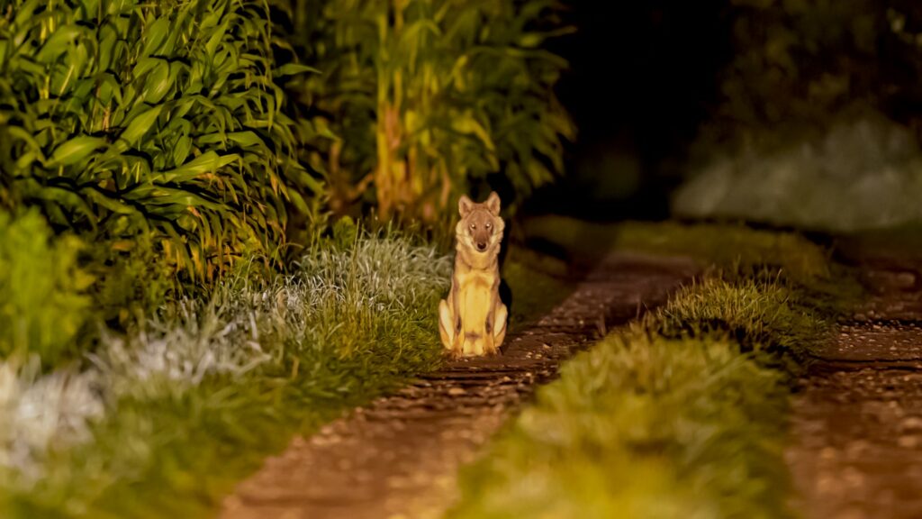 Foto: Kristof Machiels