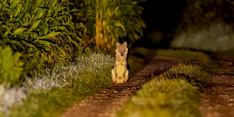 Foto: Kristof Machiels