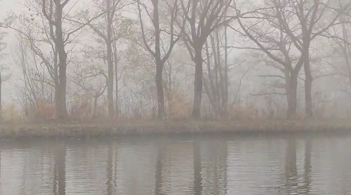 Screenshot video wolf in kanaal