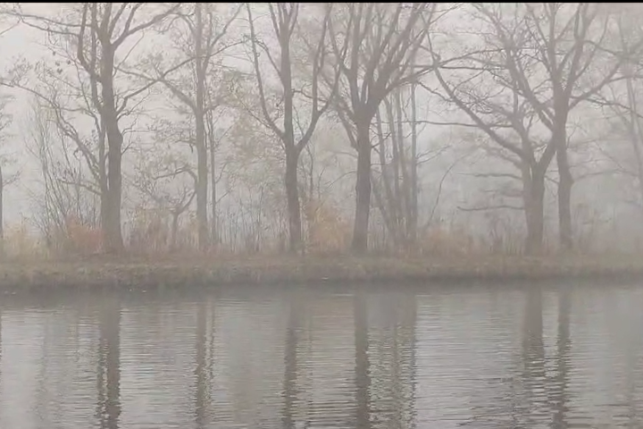 Screenshot video wolf in kanaal