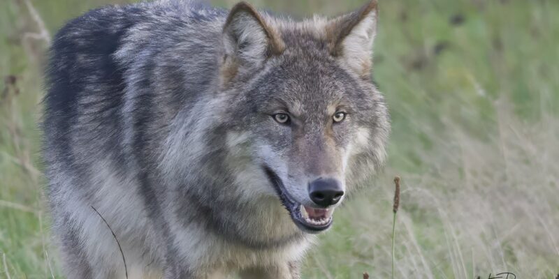 Foto: Tino Broekstra