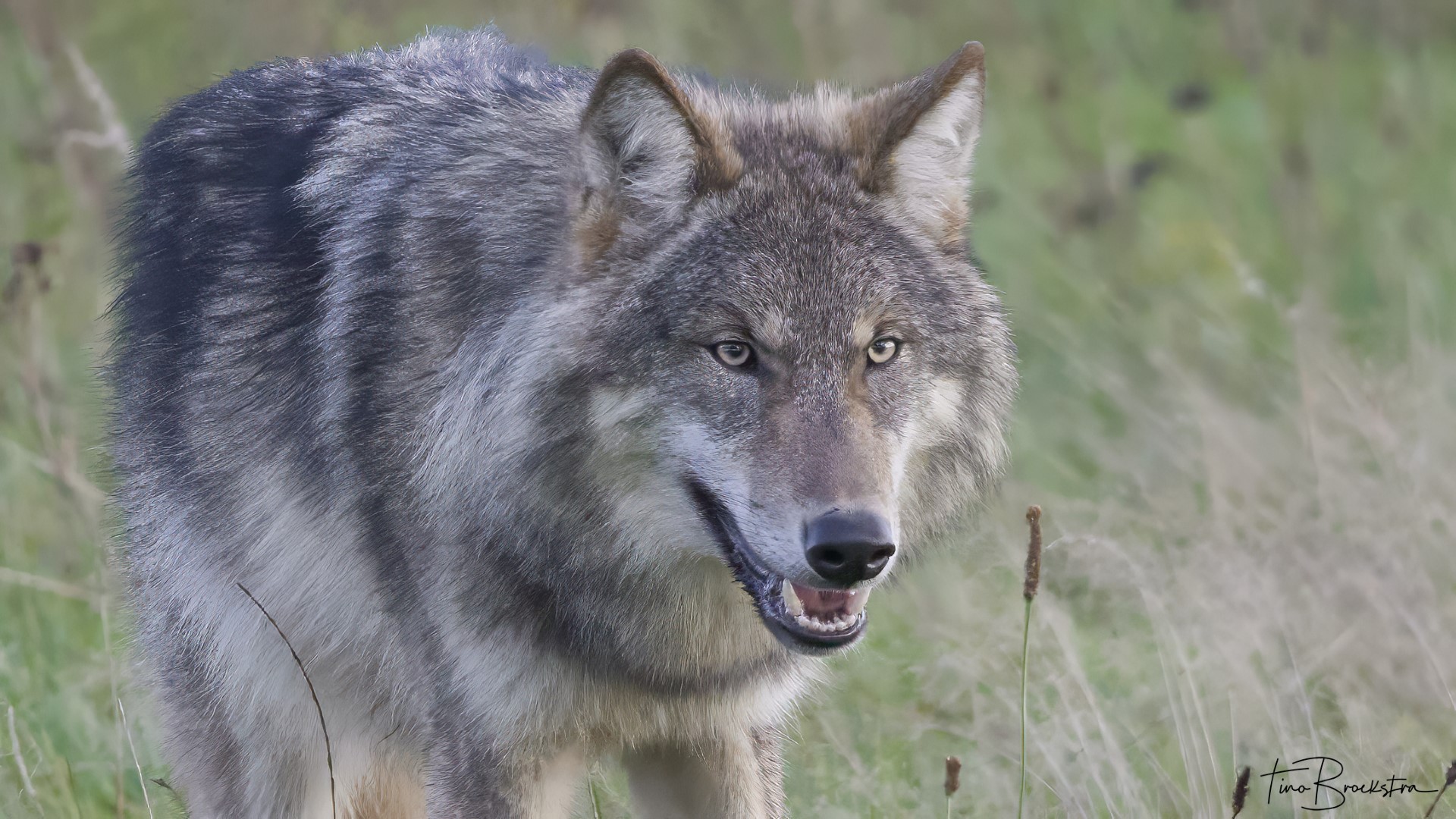 Foto: Tino Broekstra