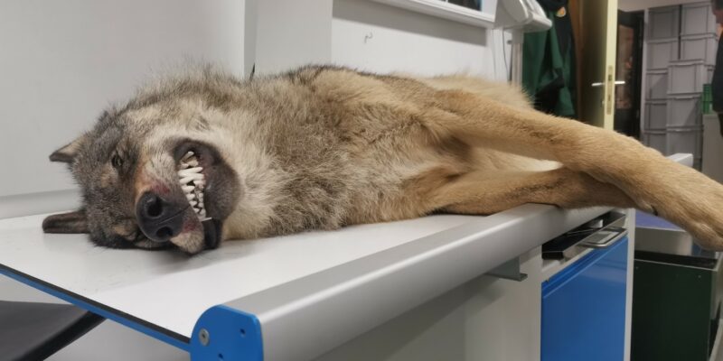 Aangereden wolf - 08/11/2023 - foto: Edouard Geelhand