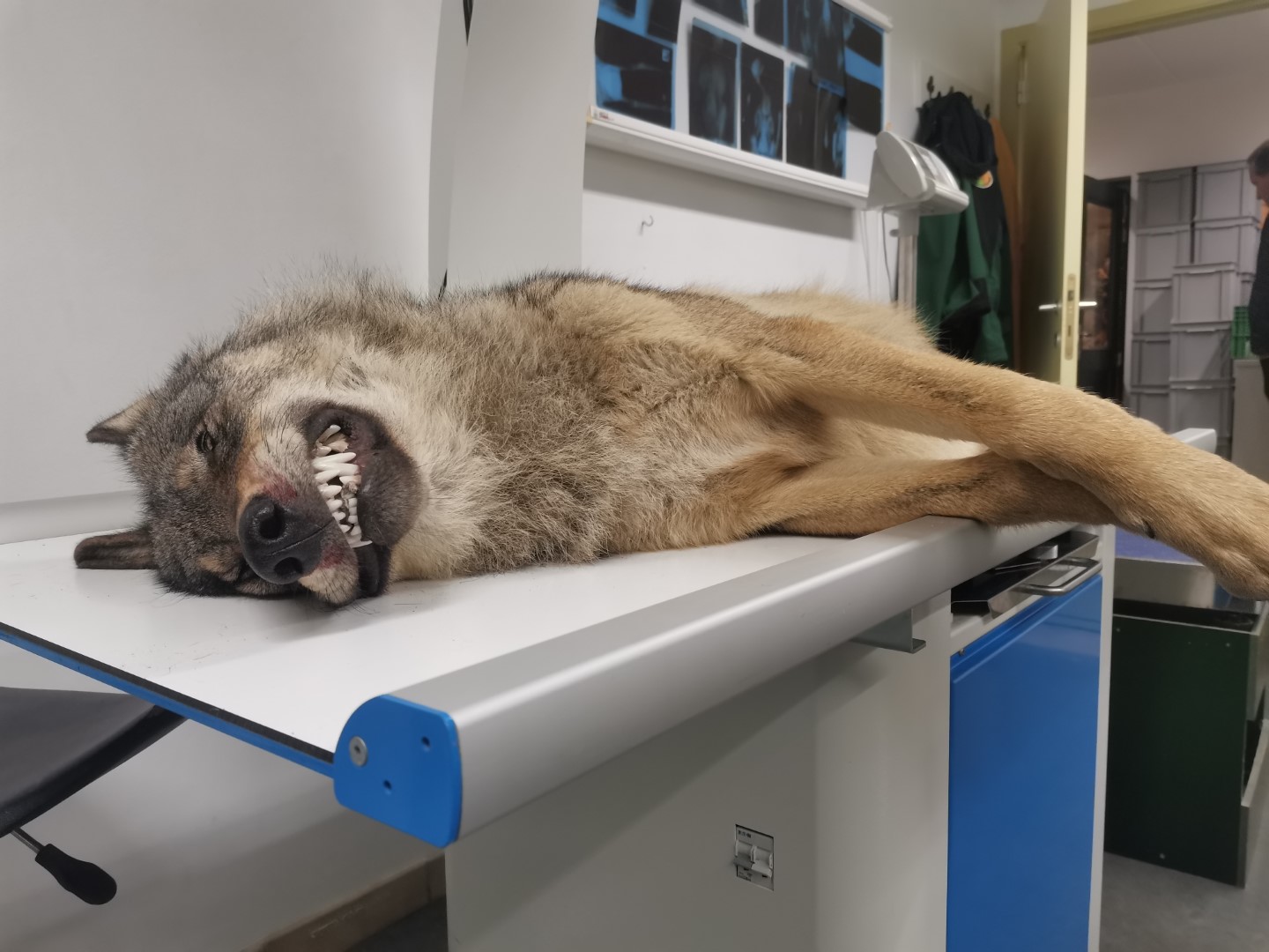 Aangereden wolf - 08/11/2023 - foto: Edouard Geelhand