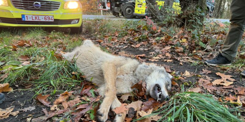 Wolf aangereden Limburg - foto Natuurhulpcentrum Opglabbeek