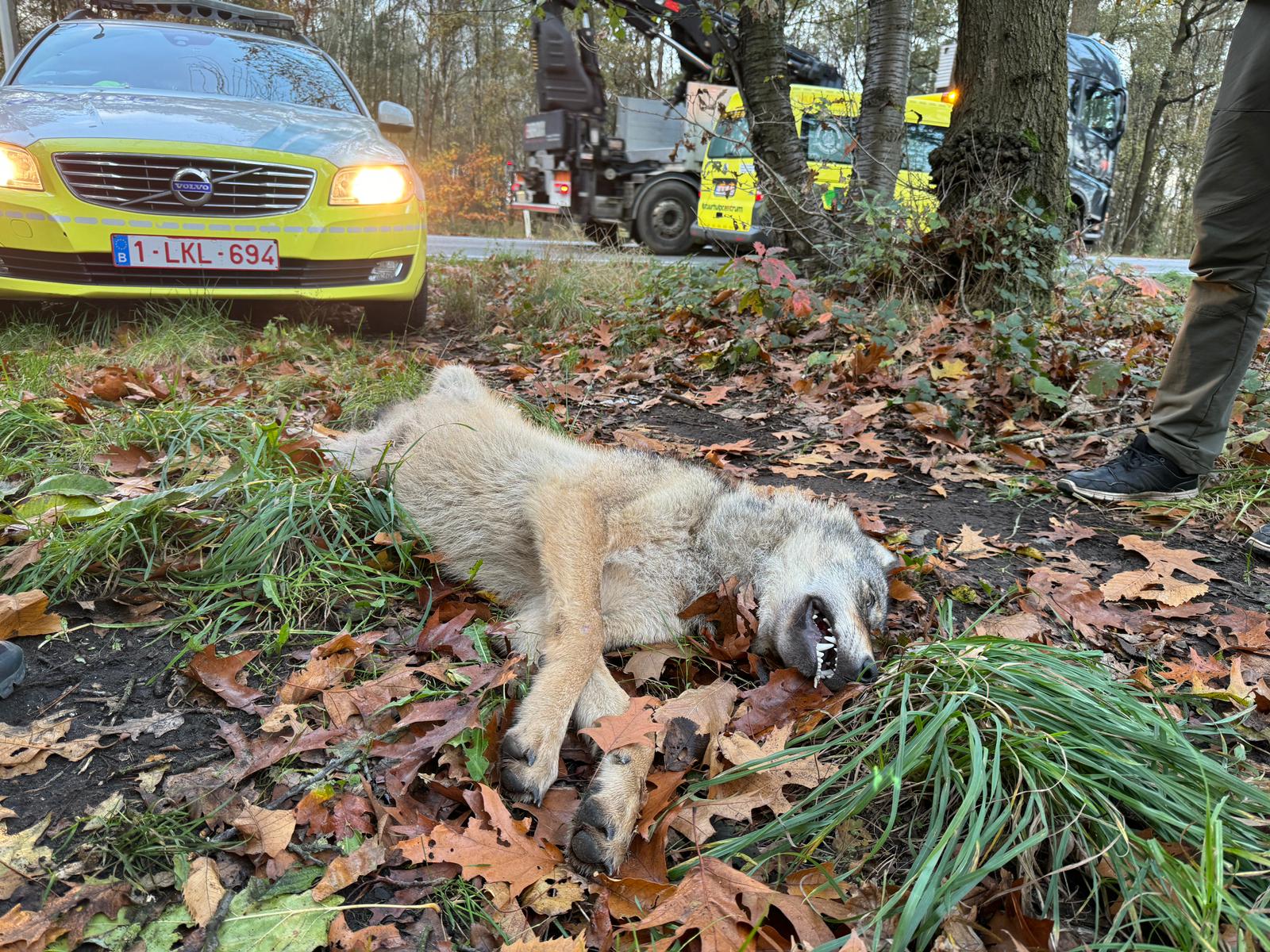 Wolf aangereden Limburg - foto Natuurhulpcentrum Opglabbeek