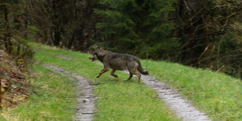 Foto: Martijn Goffings