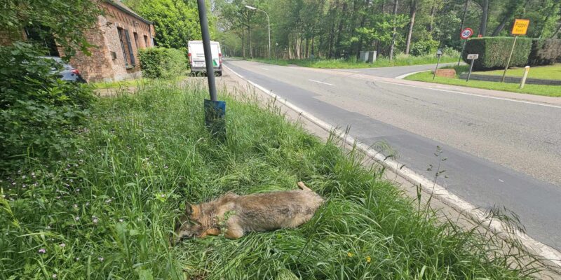 Foto: Natuurhulpcentrum