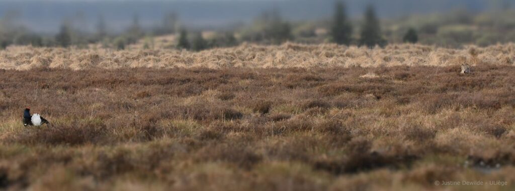 Foto: Justine Dewilde