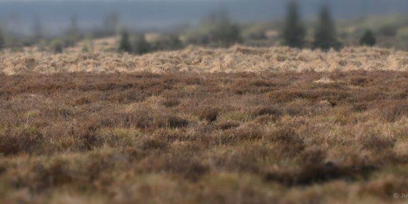 Foto: Justine Dewilde