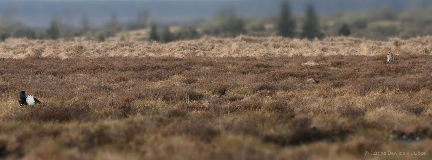 Foto: Justine Dewilde