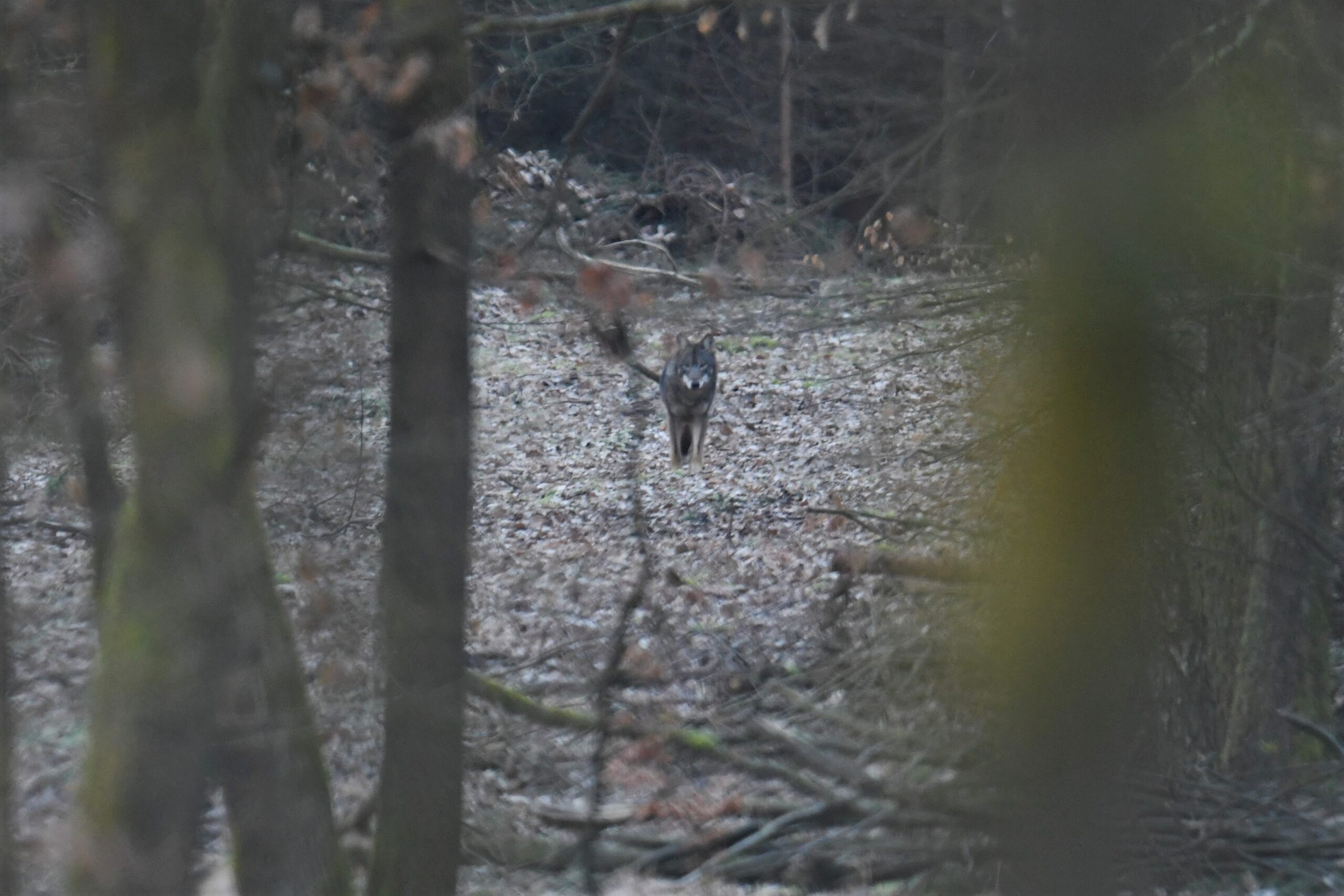 Foto: Edouard Geelhand