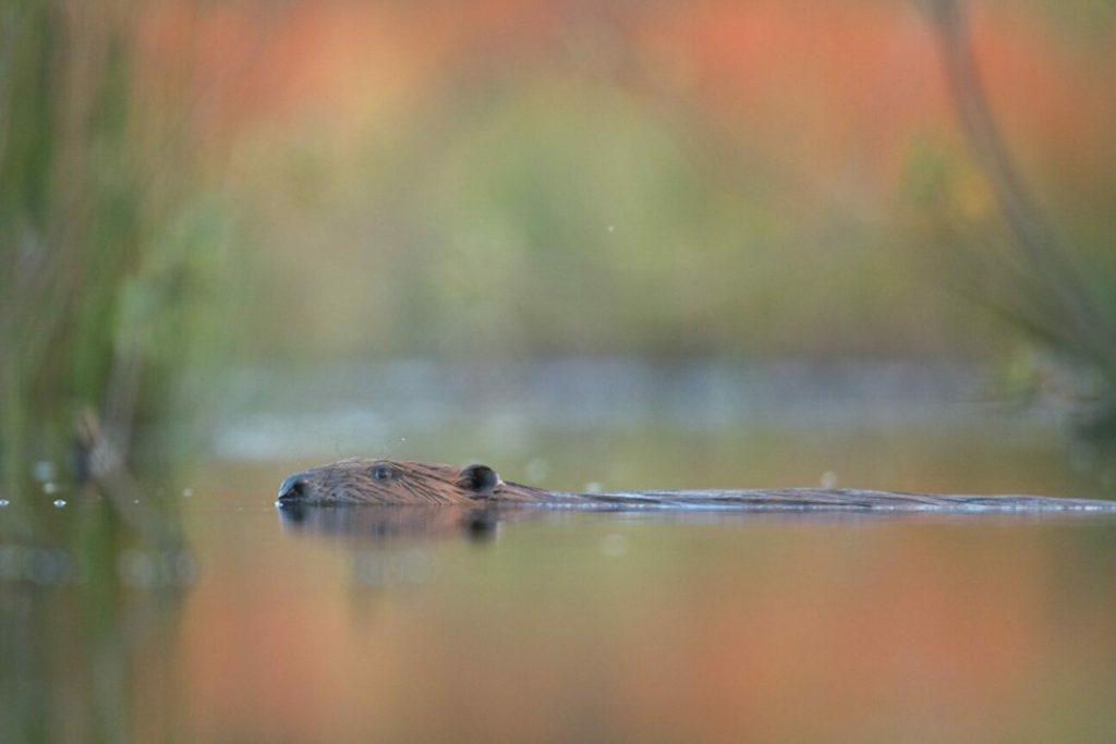 Bever - foto: Karl van Ginderdeuren
